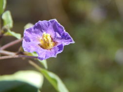 Physalis purpurea Wiggins resmi