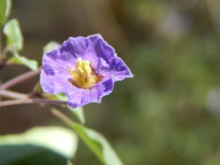 Physalis purpurea Wiggins resmi