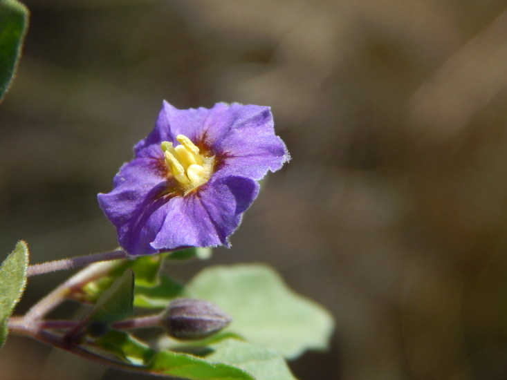 Physalis purpurea Wiggins resmi