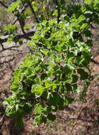 Image of Citharexylum flabellifolium S. Watson