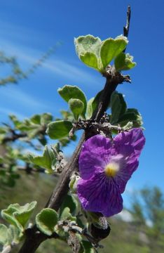 Image de Citharexylum flabellifolium S. Watson