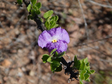 Image of Citharexylum flabellifolium S. Watson