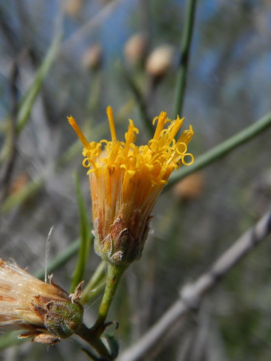 Image of sweetbush