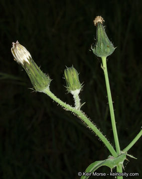 Imagem de Sonchus oleraceus L.