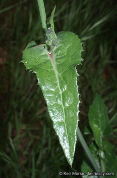 Imagem de Sonchus oleraceus L.