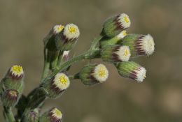 Plancia ëd Laennecia coulteri (A. Gray) G. L. Nesom