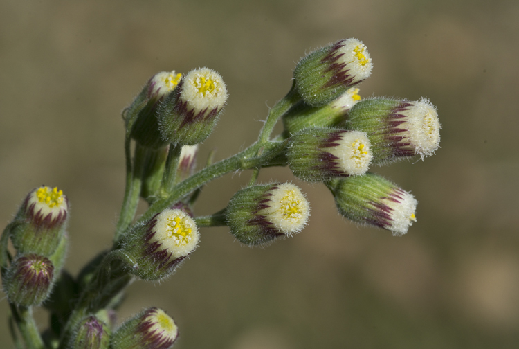 Plancia ëd Laennecia coulteri (A. Gray) G. L. Nesom