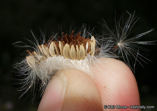 Imagem de Sonchus oleraceus L.