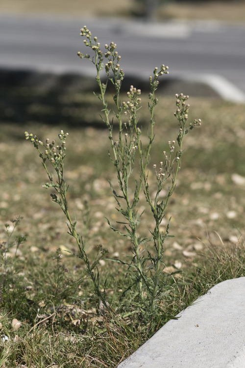 Plancia ëd Laennecia coulteri (A. Gray) G. L. Nesom