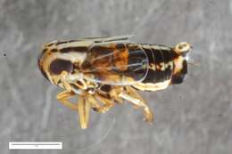 Image of Eurybregma