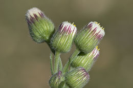 Plancia ëd Laennecia coulteri (A. Gray) G. L. Nesom