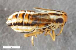 Image of Eurybregma