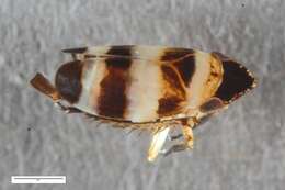 Image of Planaphrodes