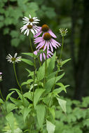 Image of eastern purple coneflower