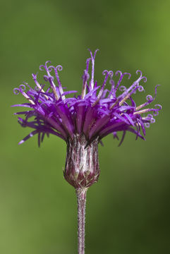 Image of New York ironweed