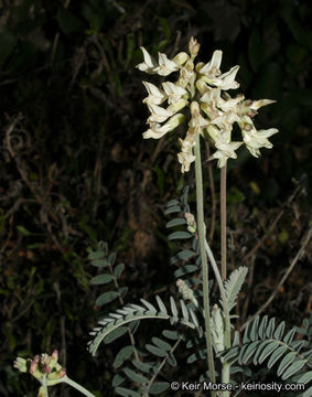 Image of Santa Barbara milkvetch