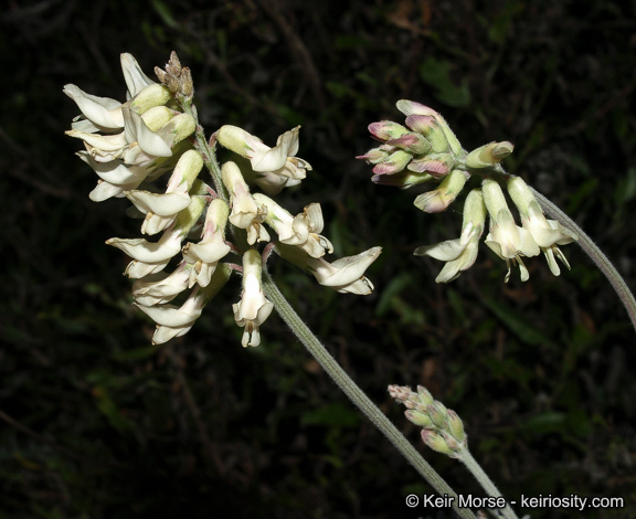 Image of Santa Barbara milkvetch