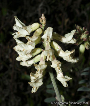 Image of Santa Barbara milkvetch