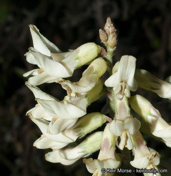 Image of Santa Barbara milkvetch