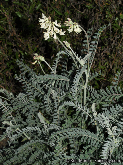 Image of Santa Barbara milkvetch