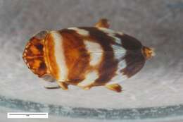 Image of Planaphrodes