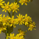 Image of early goldenrod