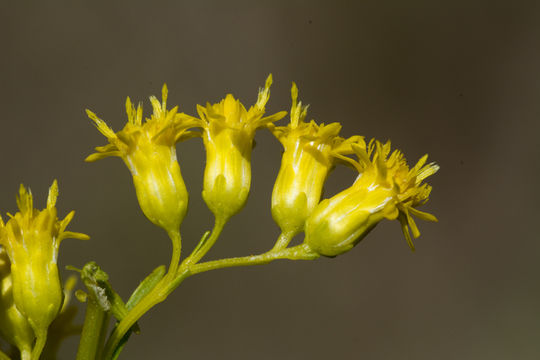 Image of early goldenrod