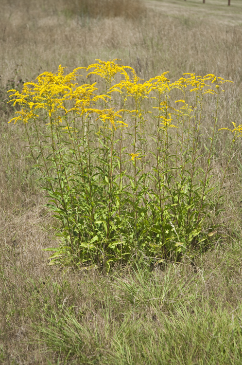 Image of early goldenrod