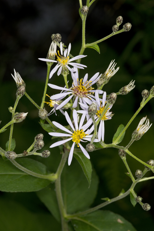 Image of bigleaf aster