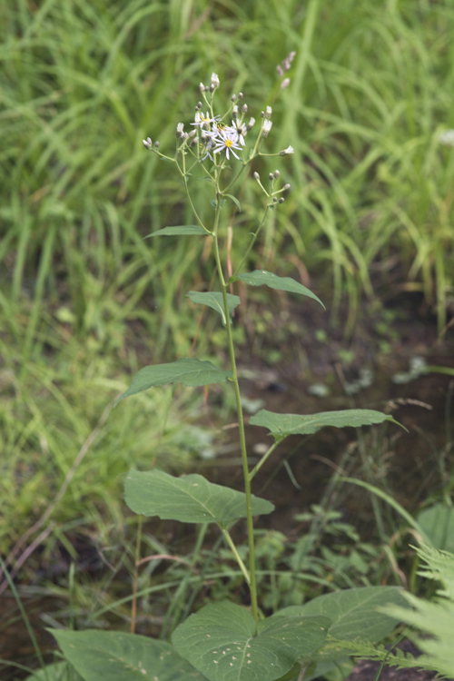 Image of bigleaf aster