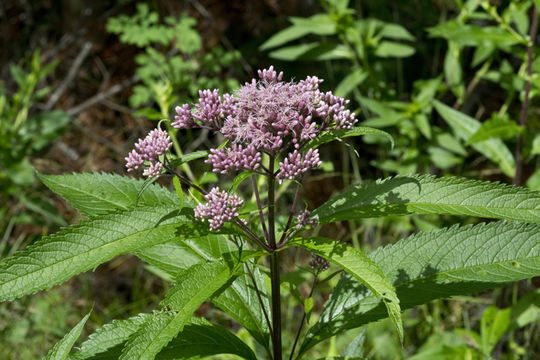 Image of spotted joe pye weed