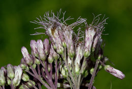 Image of spotted joe pye weed