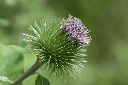 Image de grande bardane