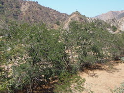 Image of black locust