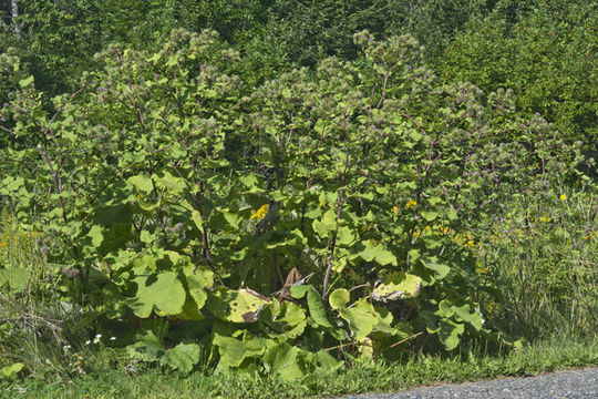 Imagem de Arctium lappa L.