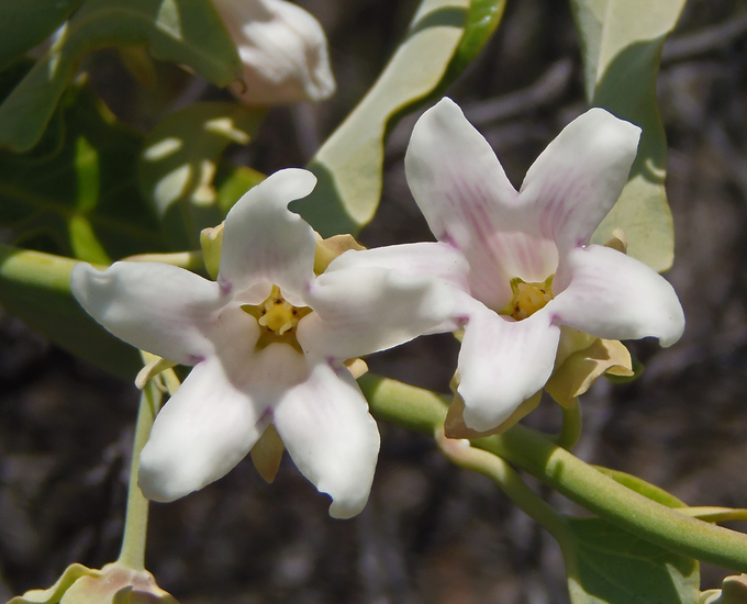 Araujia sericifera Brot. resmi