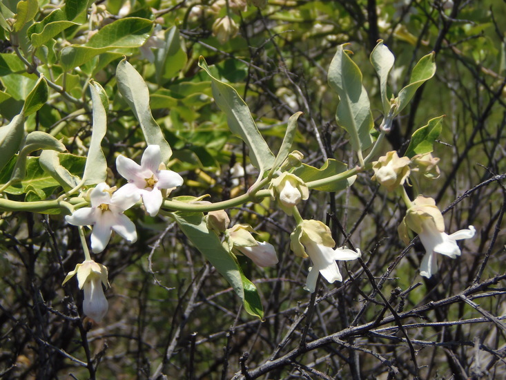 Araujia sericifera Brot. resmi