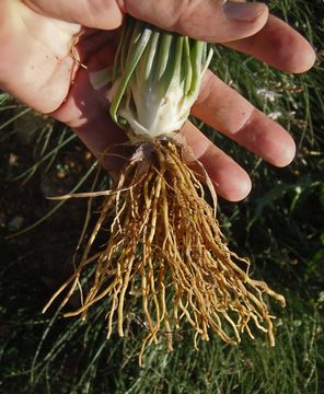 Image of onionweed