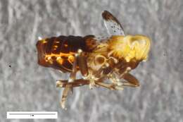 Conomelus resmi