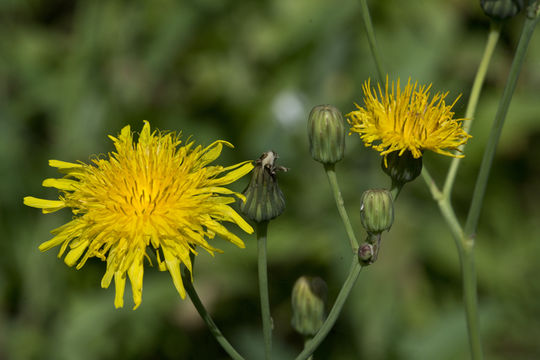 Image of moist sowthistle