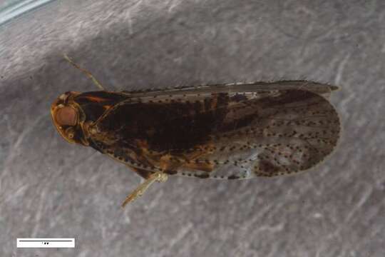 Image of Tachycixius