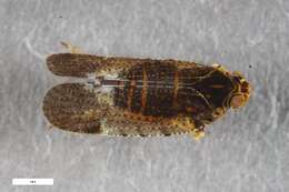 Image of Tachycixius