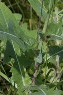 Image of moist sowthistle