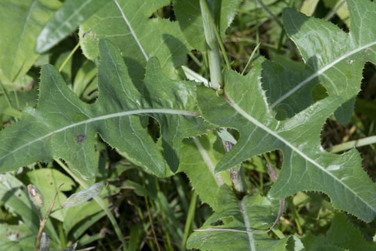 Plancia ëd Sonchus arvensis subsp. uliginosus (M. Bieb.) Nym.