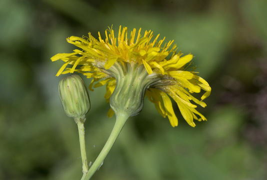 Image de Sonchus arvensis subsp. uliginosus (M. Bieb.) Nym.