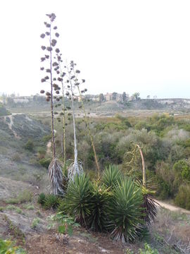 Sivun Agave decipiens Baker kuva