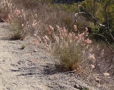 Image of Creeping Molasses Grass