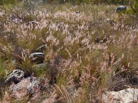 Image of Creeping Molasses Grass