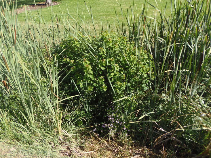 Sivun Triadica sebifera (L.) Small kuva