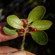 Image of Italian buckthorn